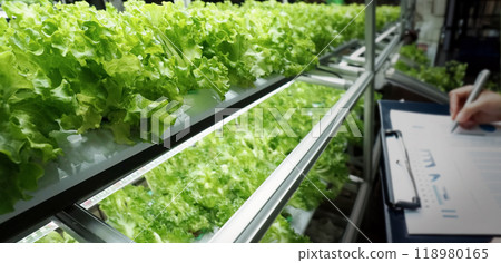 Indoor vertical farm or modern vegetable farming that use new technology of seeding plants on vertical stack. Indoor farm Hydroponic plants growing under LED lights to reduce CO2 emission. QC passed. Indoor vertical farm or modern vegetable farming that use new technology of seeding plants on vertical stack. Indoor farm Hydroponic plants growing under LED lights to reduce CO2 emission. QC passed. 118980165