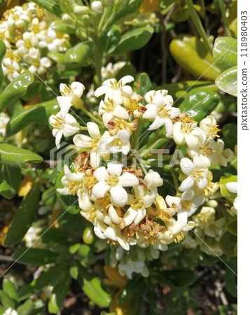 托貝拉白花的特寫 托貝拉白花的特寫 118980403