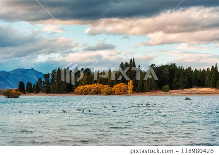 Flock of geese swimming in Lake Tekapo at the evening Flock of geese swimming in Lake Tekapo at the evening 118980426