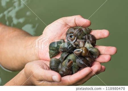 Pond snail, Marsh snail, River snail on palm of hand in river 118980470