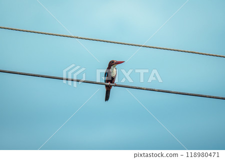 Kingfisher bird perched on wire in tropical garden Kingfisher bird perched on wire in tropical garden 118980471