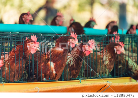 Chicken poultry farming for meat and eggs production in coop 118980472