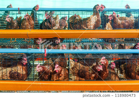 Chicken poultry farming for meat and eggs production in coop 118980473
