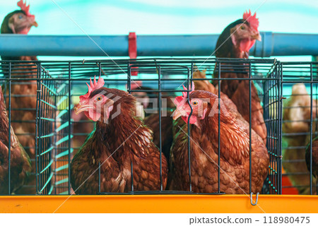 Chicken poultry farming for meat and eggs production in coop 118980475