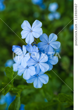 Blue purple Vinca Minor, Madagascar periwinkle blooming in the garden 118980487