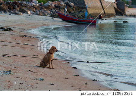 A dog sitting on the beach and watching sunrise and fishing boat in the sea A dog sitting on the beach and watching sunrise and fishing boat in the sea 118980551