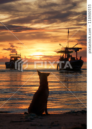 A dog sitting on the beach and watching sunrise and fishing boat in the sea A dog sitting on the beach and watching sunrise and fishing boat in the sea 118980555