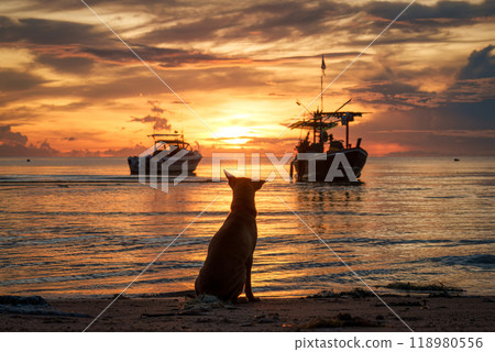 A dog sitting on the beach and watching sunrise and fishing boat in the sea A dog sitting on the beach and watching sunrise and fishing boat in the sea 118980556