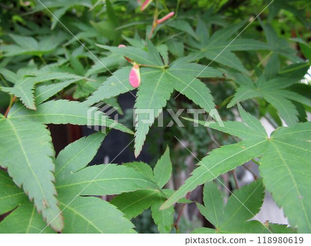 綠色楓葉和樹枝的特寫 綠色楓葉和樹枝的特寫 118980619