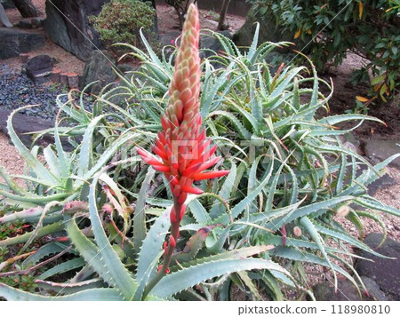Close-up of red aloe flower Close-up of red aloe flower 118980810