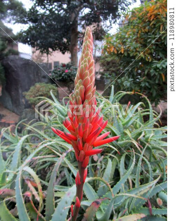 Close-up of red aloe flower Close-up of red aloe flower 118980811