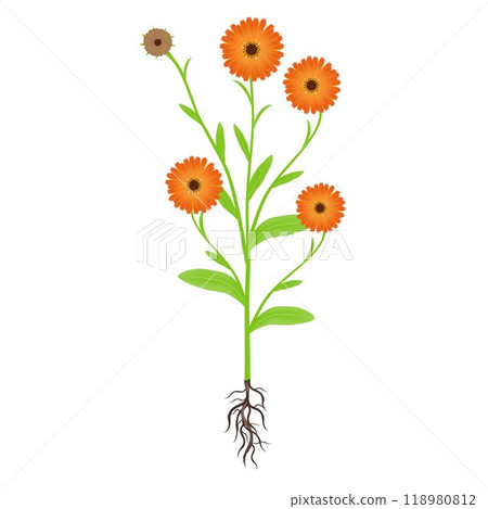 Calendula plant on a white background. 118980812