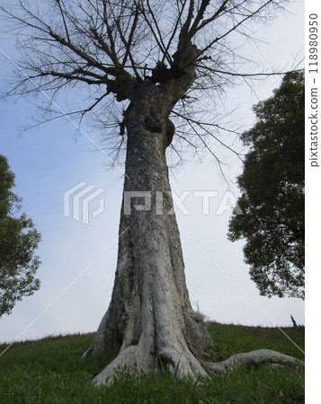 落葉穆克諾基 落葉穆克諾基 118980950