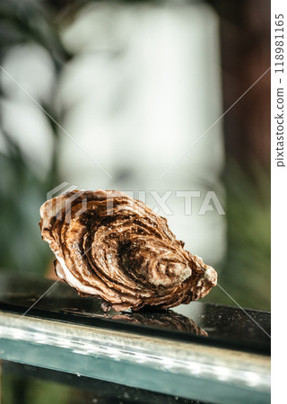fresh and delicious oyster on a blurred background. space for text 118981165