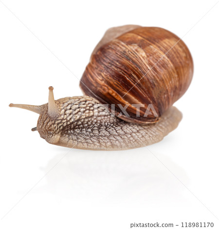 Garden snail isolated on white. Helix pomatia also Roman snail, Burgundy snail, edible snail or escargot Garden snail isolated on white. Helix pomatia also Roman snail, Burgundy snail, edible snail or escargot 118981170