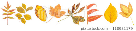 Collection of autumn leaves isolated on white background 118981179