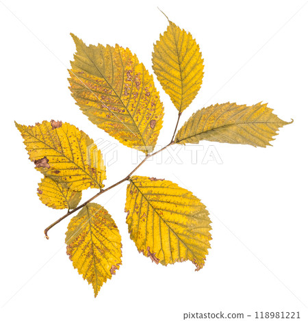 bright autumn leaf, isolated on white 118981221