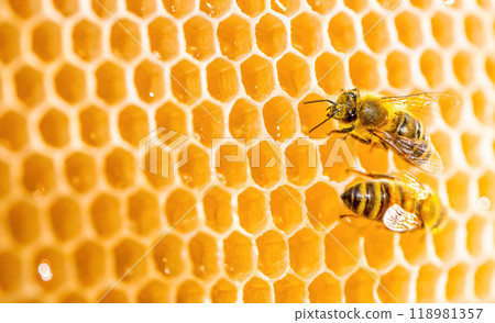 Macro honeycomb with bees. Close up view of the working bees on honey cells Macro honeycomb with bees. Close up view of the working bees on honey cells 118981357