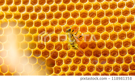 bee on honeycombs with honey. bee crawls through the combs collecting honey bee on honeycombs with honey. bee crawls through the combs collecting honey 118981358