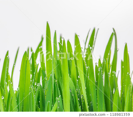 Fresh Wheatgrass plant organic for squeeze juice with water drops background Fresh Wheatgrass plant organic for squeeze juice with water drops background 118981359