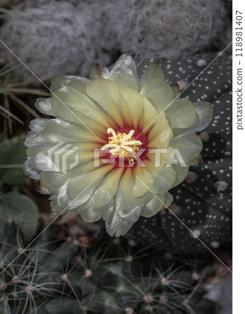 Top view of Yellow flower of Astrophytum asterias in the middle of Ferocactus echidne, Mammillaria longimamma and Mammillaria Plumosa. Top view of Yellow flower of Astrophytum asterias in the middle of Ferocactus echidne, Mammillaria longimamma and Mammillaria Plumosa. 118981407