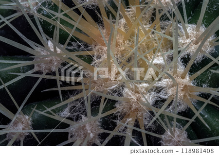 Close-up of Ferocactus echidne with sharp white prickles. Close-up of Ferocactus echidne with sharp white prickles. 118981408