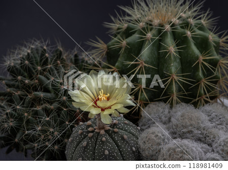 Yellow flower of Astrophytum asterias with Ferocactus echidne, Mammillaria longimamma and Mammillaria Plumosa. Yellow flower of Astrophytum asterias with Ferocactus echidne, Mammillaria longimamma and Mammillaria Plumosa. 118981409