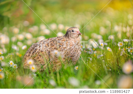 Common quail bird, domestic quails on grass, concept of ecological farm products 118981427