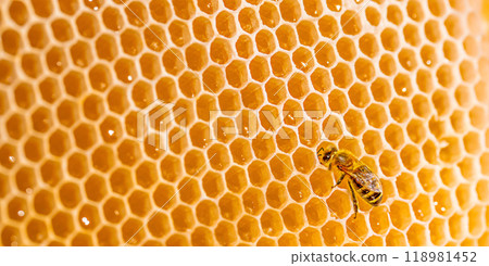 Bee honeycombs with honey. Honey background. Beekeeping concept 118981452