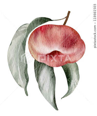 Apricot onTwig Watercolor illustration. Hand drawn fruit clip art on isolated white background. Drawing ripe of Fruit berry. Vegetable botanical painting for food packaging design. Sketch of a food. Apricot onTwig Watercolor illustration. Hand drawn fruit clip art on isolated white background. Drawing ripe of Fruit berry. Vegetable botanical painting for food packaging design. Sketch of a food. 118981503