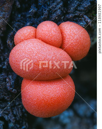 Lycogala epidendrum wolf's milk Protista small orange or gray spore-filled pellets growing on dead wood Lycogala epidendrum wolf's milk Protista small orange or gray spore-filled pellets growing on dead wood 118981997