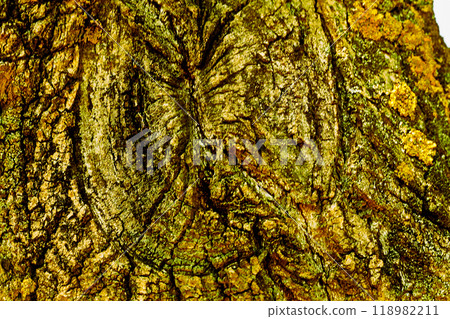 Golden light wrinkled bark of an old tree. Wooden background Golden light wrinkled bark of an old tree. Wooden background 118982211
