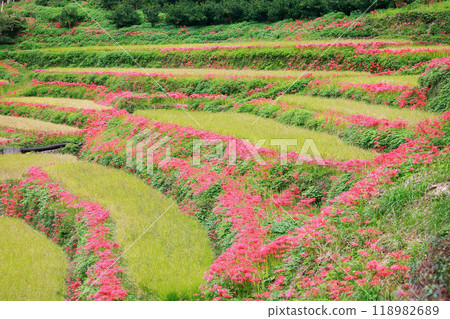 A cluster amaryllis that blooms in rice terraces A cluster amaryllis that blooms in rice terraces 118982689