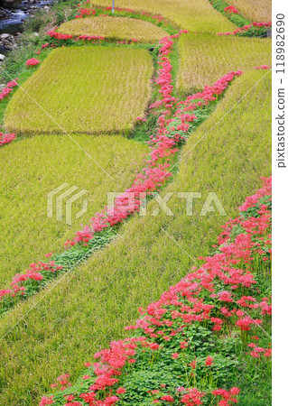 A cluster amaryllis that blooms in rice terraces A cluster amaryllis that blooms in rice terraces 118982690