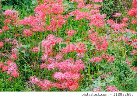 A cluster amaryllis that blooms in rice terraces A cluster amaryllis that blooms in rice terraces 118982693