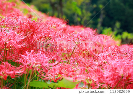 A cluster amaryllis that blooms in rice terraces 118982699