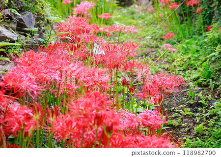 A cluster amaryllis that blooms in rice terraces 118982700