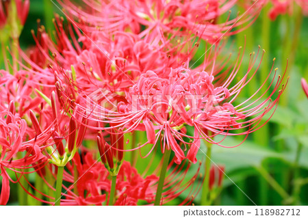 A cluster amaryllis that blooms in rice terraces 118982712