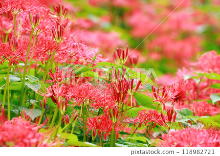 A cluster amaryllis that blooms in rice terraces 118982721