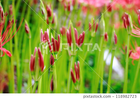 A cluster amaryllis that blooms in rice terraces 118982723