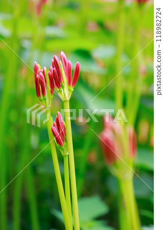 A cluster amaryllis that blooms in rice terraces 118982724