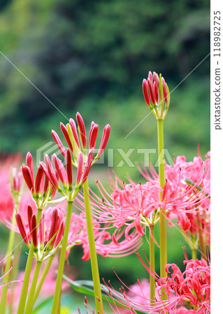 A cluster amaryllis that blooms in rice terraces 118982725