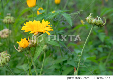 Calendula officinalis is blooming. Romantic plants. Yellow floral background. Cottage garden. Calendula officinalis is blooming. Romantic plants. Yellow floral background. Cottage garden. 118982863