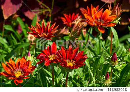Decorative sunflower red sun on a garden flower bed 118982928