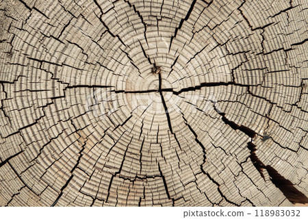 Nature's intricate patterns reveal the age and beauty of a tree stump in tranquil sunlight Nature's intricate patterns reveal the age and beauty of a tree stump in tranquil sunlight 118983032