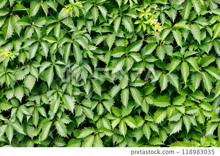 Lush green leaves create a vibrant natural backdrop in a serene outdoor setting during the summer season 118983035