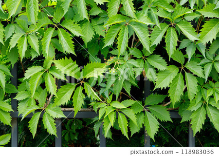 Lush green leaves climbing up a wrought iron fence in a sunny garden during the early afternoon hours Lush green leaves climbing up a wrought iron fence in a sunny garden during the early afternoon hours 118983036