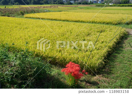 When Higanobi blooms When Higanobi blooms 118983158