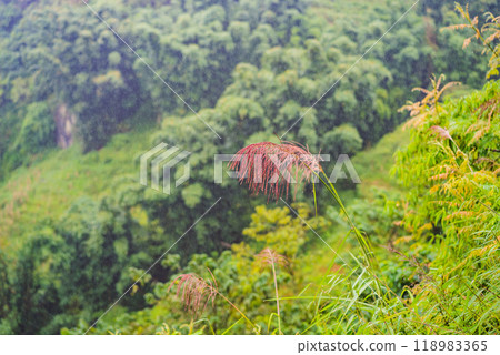 Landscape of Sapa in the fog, Northwest Vietnam. Vietnam opens to tourism after quarantine Coronovirus COVID 19 Landscape of Sapa in the fog, Northwest Vietnam. Vietnam opens to tourism after quarantine Coronovirus COVID 19 118983365