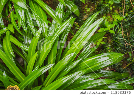 green leaves for background and wallpaper 118983376